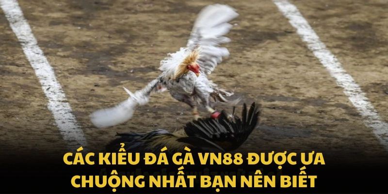 Các kiểu đá gà VN88 được ưa chuộng nhất bạn nên biết