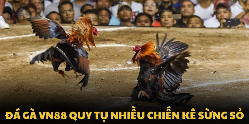 Đá gà VN88 quy tụ nhiều chiến kê sừng sỏ